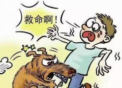 如遇惡犬咬人該怎么辦？這些知識也許能救命！