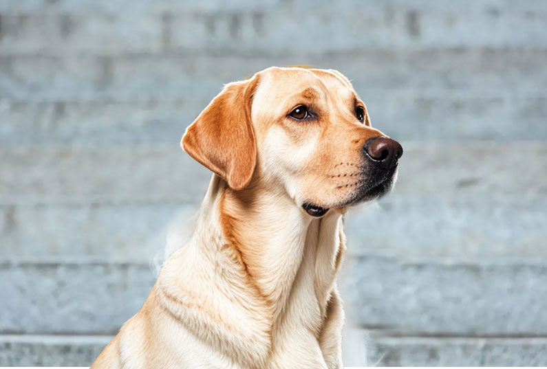 拉布拉多犬好養(yǎng)嗎？看完它的優(yōu)缺點你就知道了