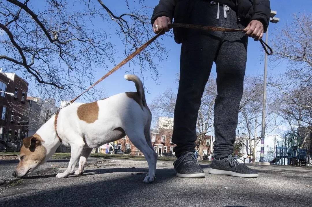 文明養(yǎng)犬知多少？切記做到“寵愛”有方~